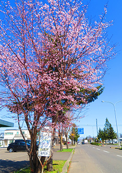 4月23日　障がい者歯科診療