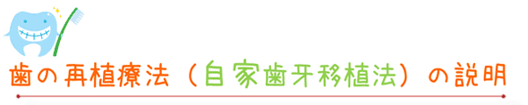 歯の再植療法（自家歯牙移植法）の説明