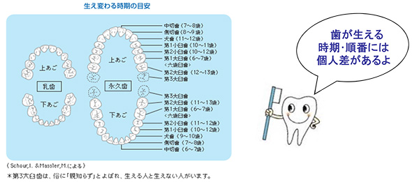 生え変わる時期の目安